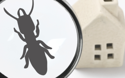 Role of Pest Inspection Services During Moving House