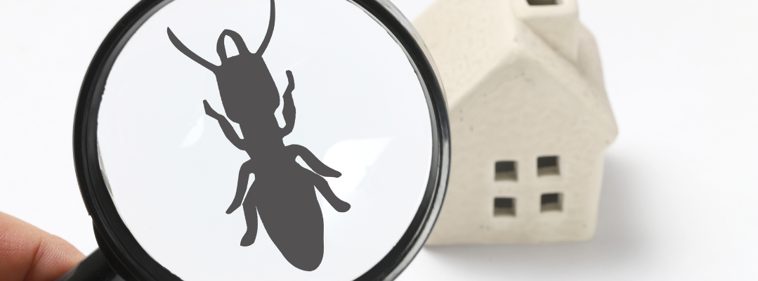 Role of Pest Inspection Services During Moving House<br />
