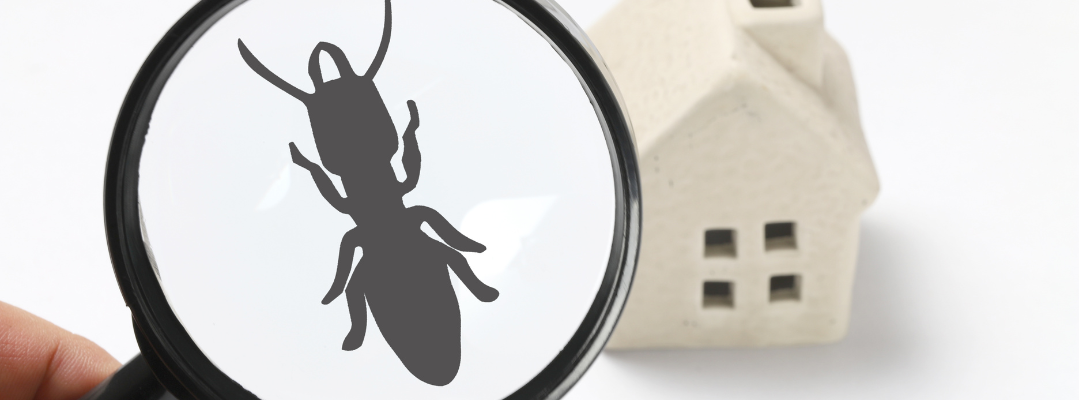 Role of Pest Inspection Services During Moving House