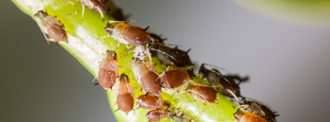 What Can You Do To Prevent Your Move From Pests?