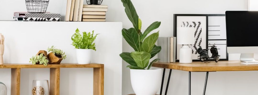 Greenery For Indoor Spaces